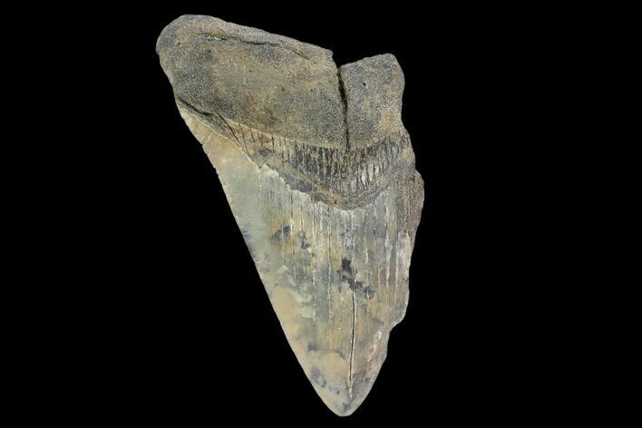 Bargain, Fossil Megalodon Tooth - South Carolina #172157